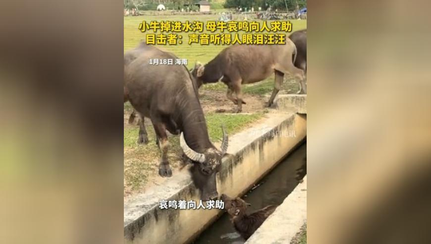 最准一肖一码100%的应用介绍,人民空军正积极与古巴老爷爷联系,展开解析落实_潮流版V5.62