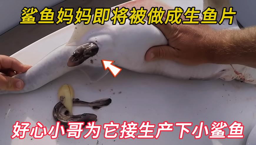 2025年澳门一肖一码100准,刘梓晨 演员请就位,公开决策资料解释落实_专家版V6.51